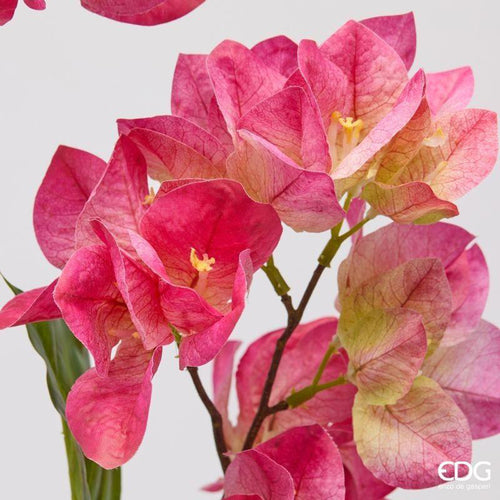 Bouganvillea EDG Ramo 93 cm.