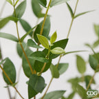Ruscus EDG Ramo 140 cm.