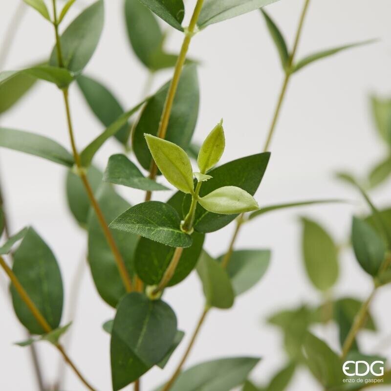 Ruscus EDG Ramo 140 cm.