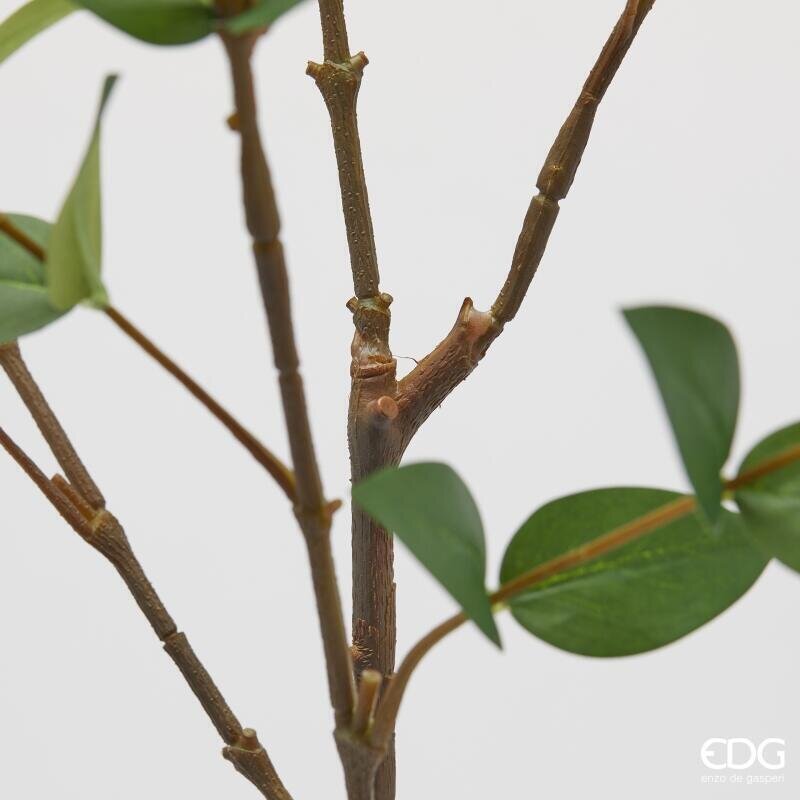 Ruscus EDG Ramo 140 cm.