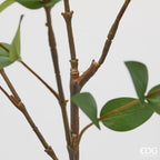 Ruscus EDG Ramo 140 cm.