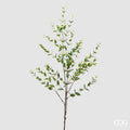 Ruscus EDG Ramo 140 cm.