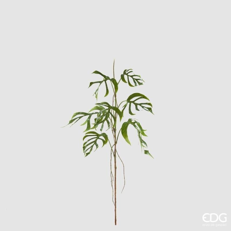 Monstera Delacerata EDG Ramo 142 cm.