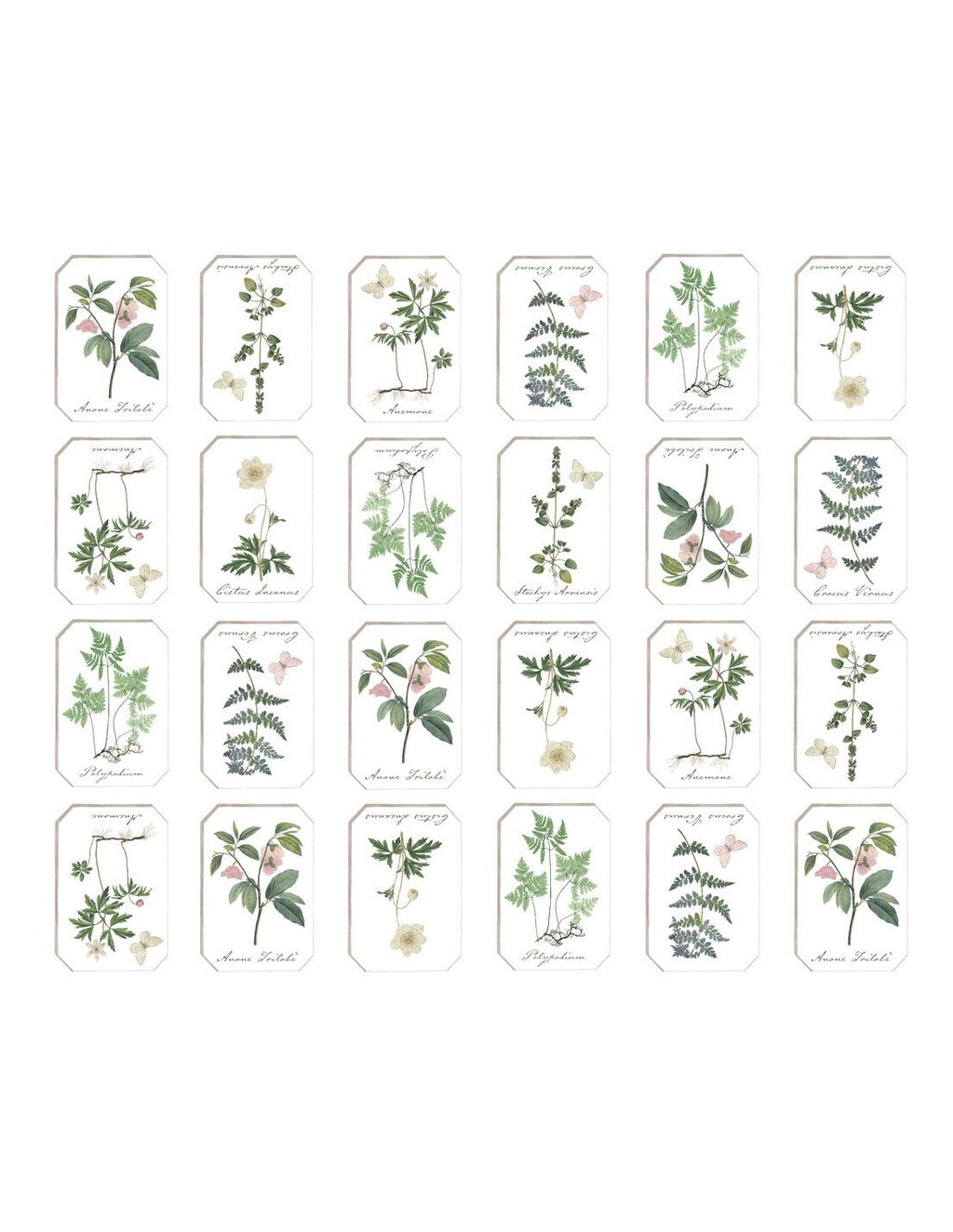 Blanc MariClò Tovaglia Cerata Le Botanique Collection in Cotone 150x170 cm.