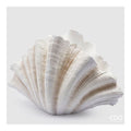 Vaso Conchiglia EDG 36x57x31 cm.